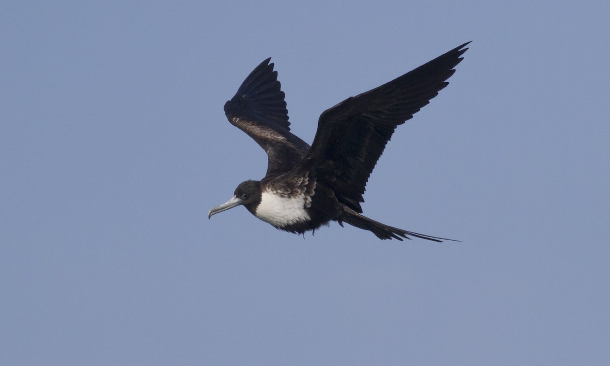 Magnificent Frigatebird - ML49585311