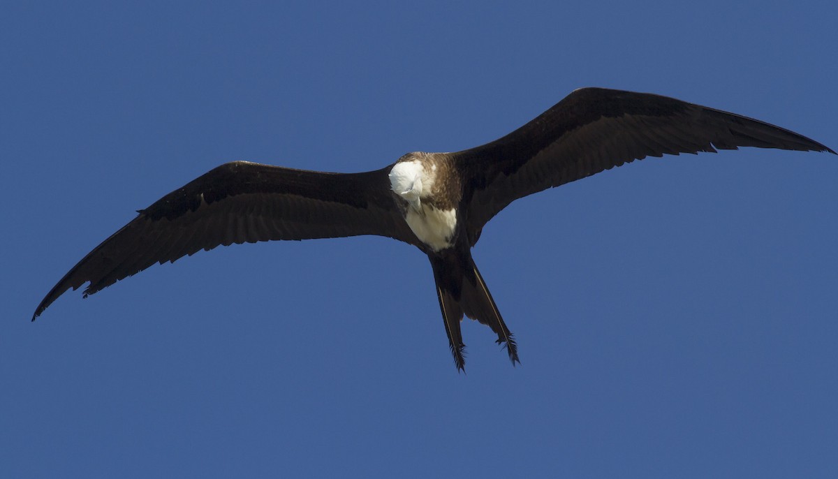 Magnificent Frigatebird - ML49585321