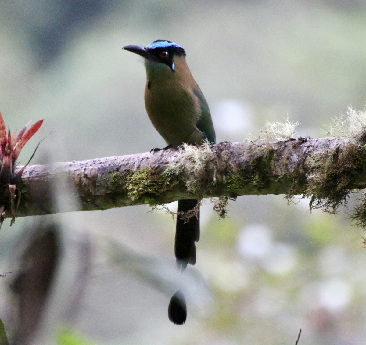 Andean Motmot - Cheryl Rosenfeld
