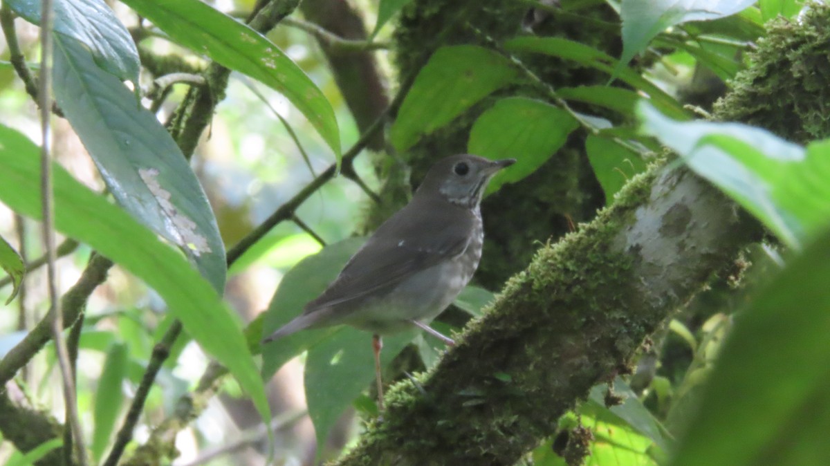 Gray-cheeked Thrush - ML495853241