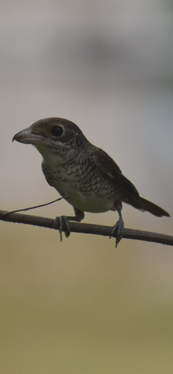 Tiger Shrike - ML495853331