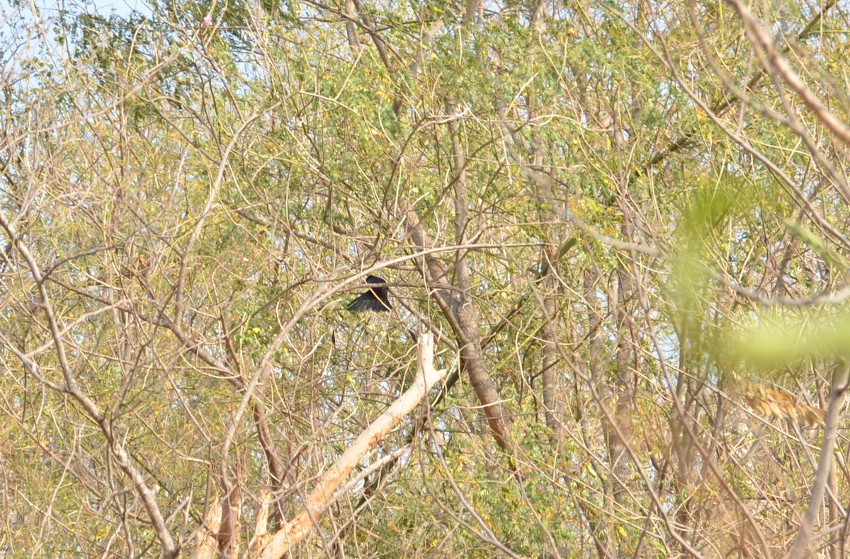 Greater Racket-tailed Drongo - Akshay Surendra