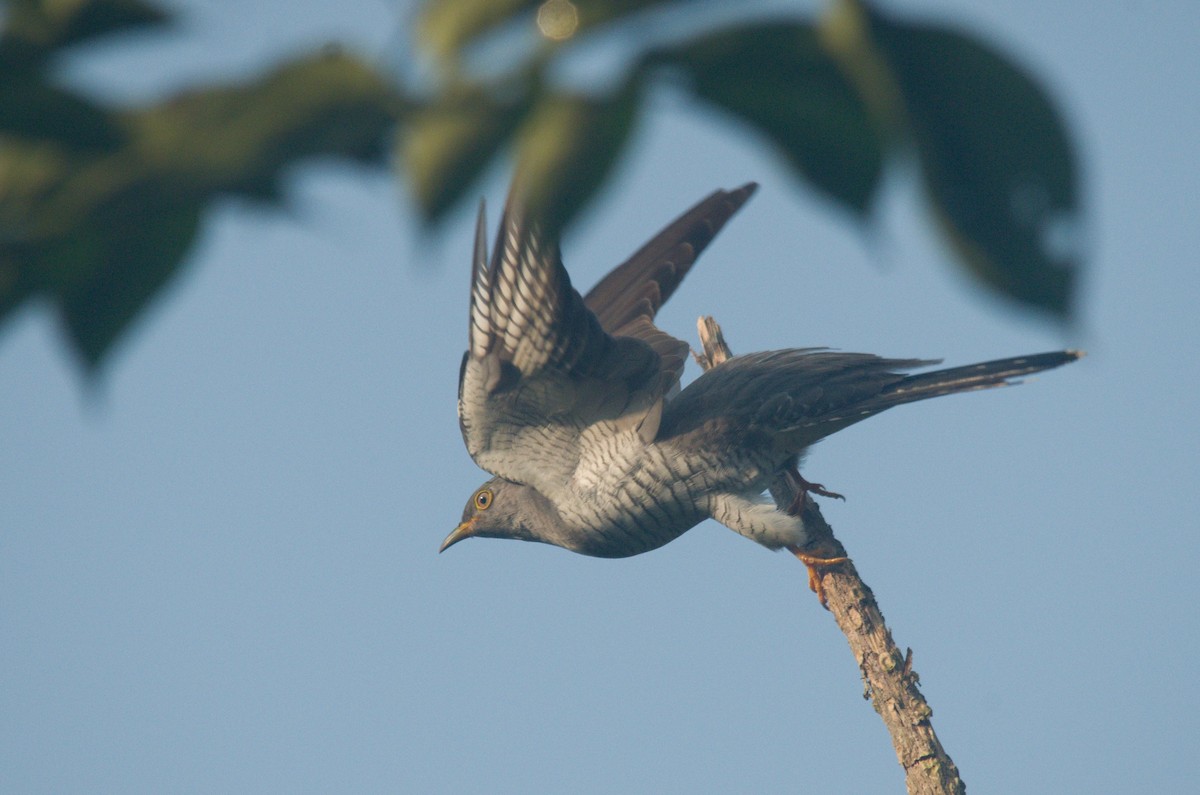 Common Cuckoo - ML495854051