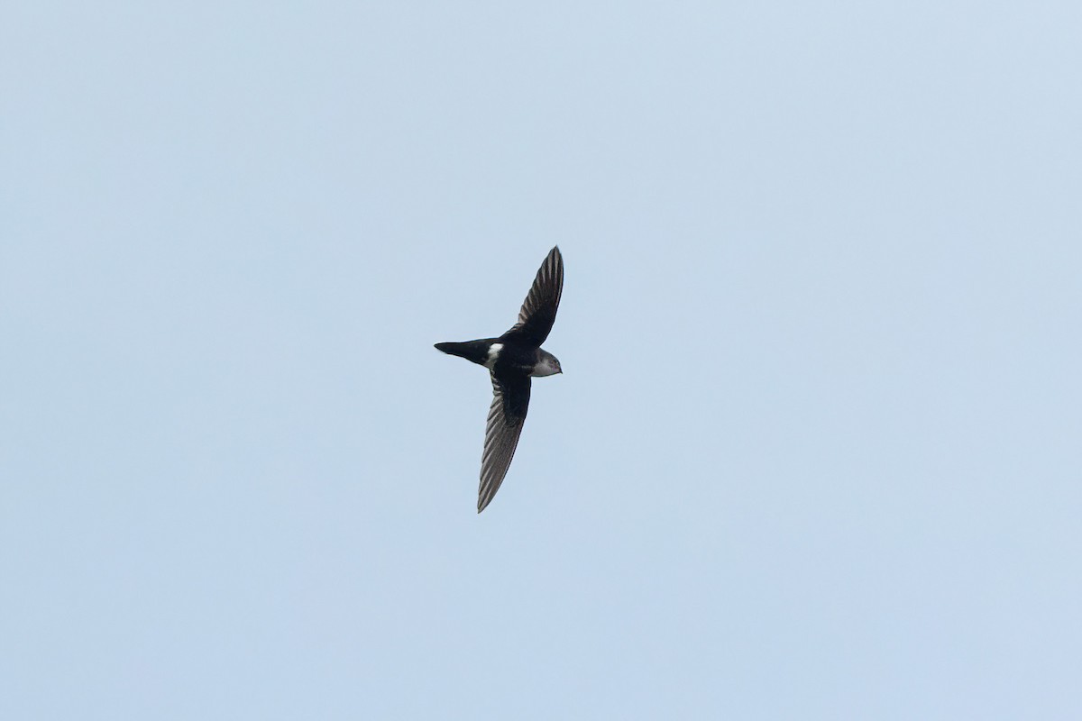 White-tipped Swift - ML495854431