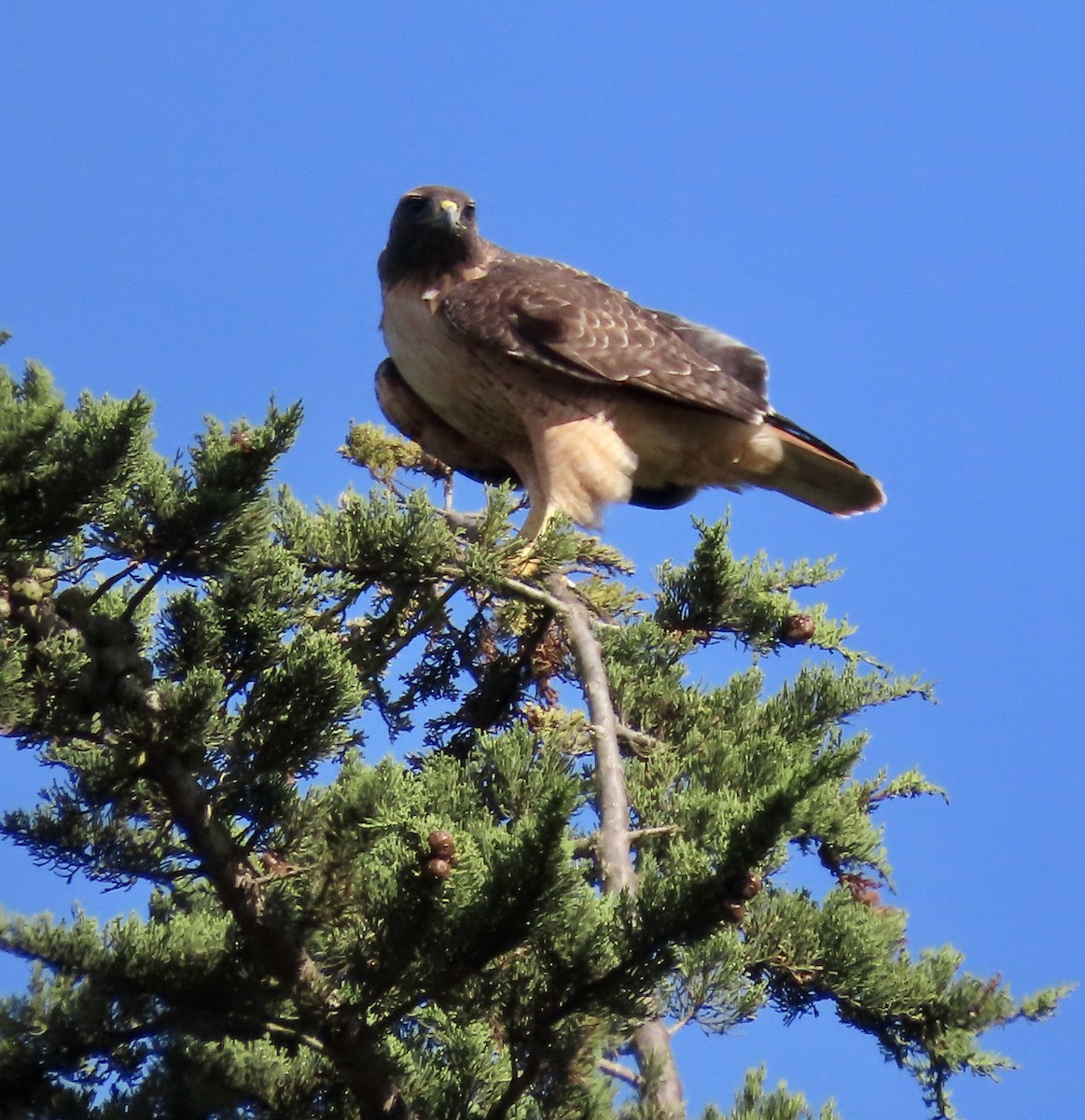 Red-tailed Hawk - ML495856461