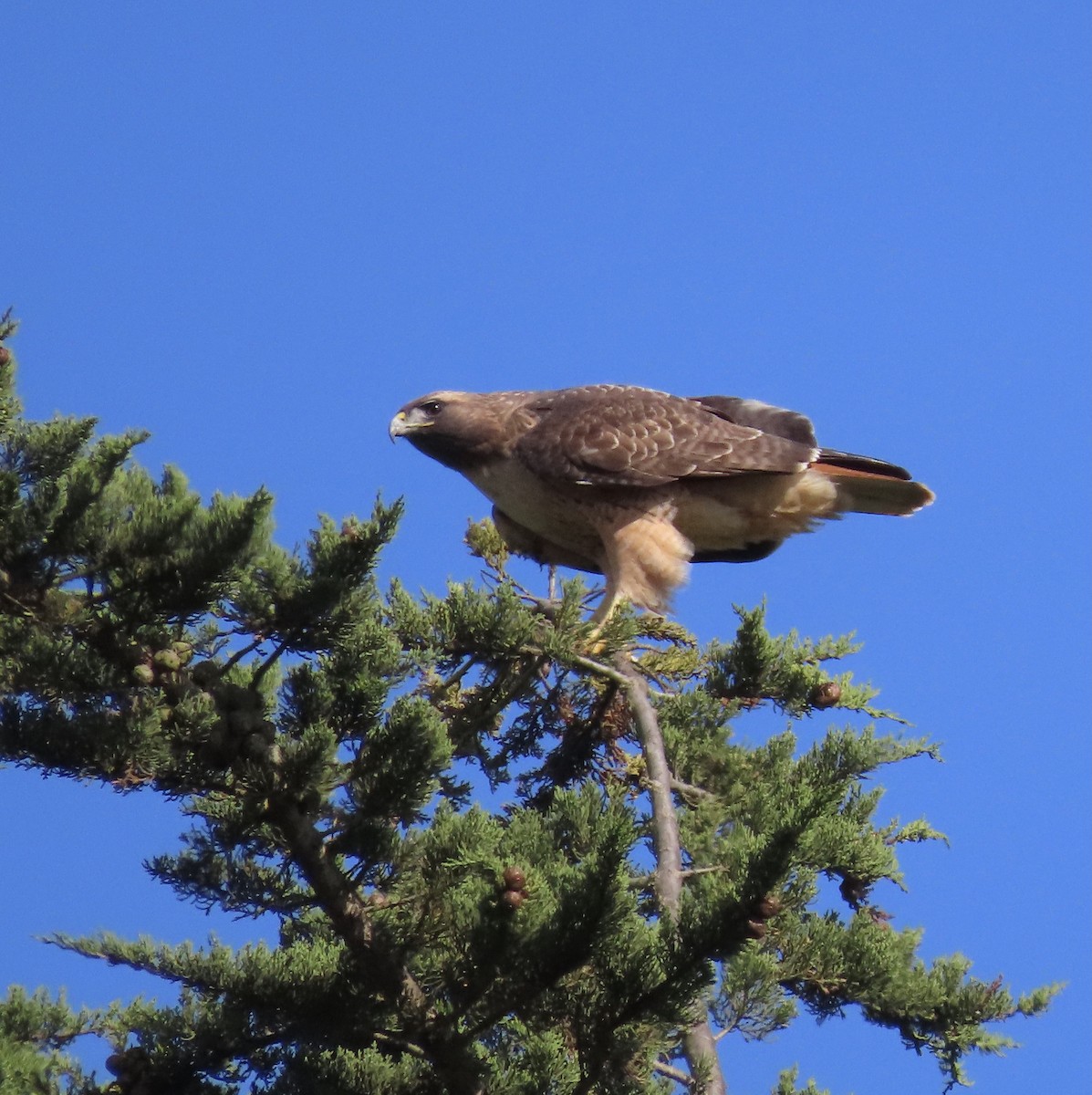 Red-tailed Hawk - ML495856471