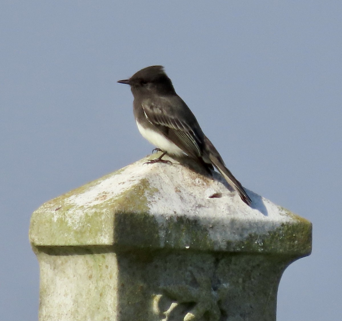 Black Phoebe - ML495856531