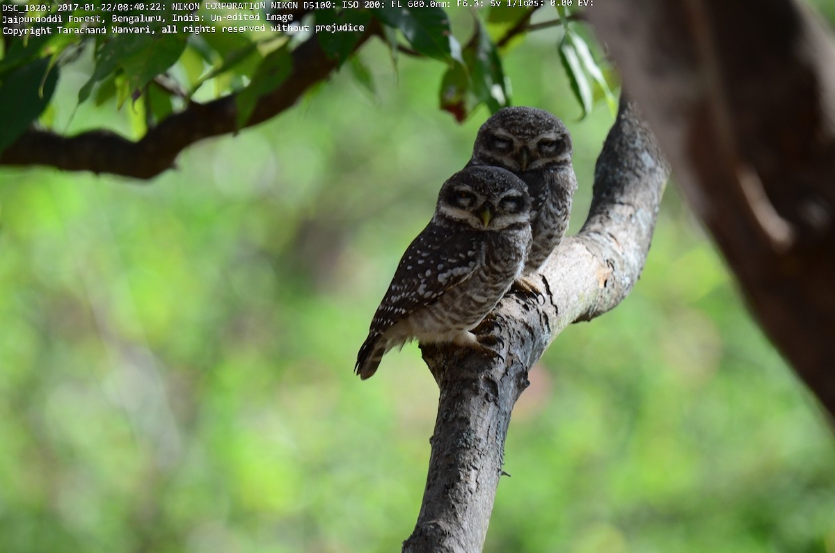 Spotted Owlet - ML49585661