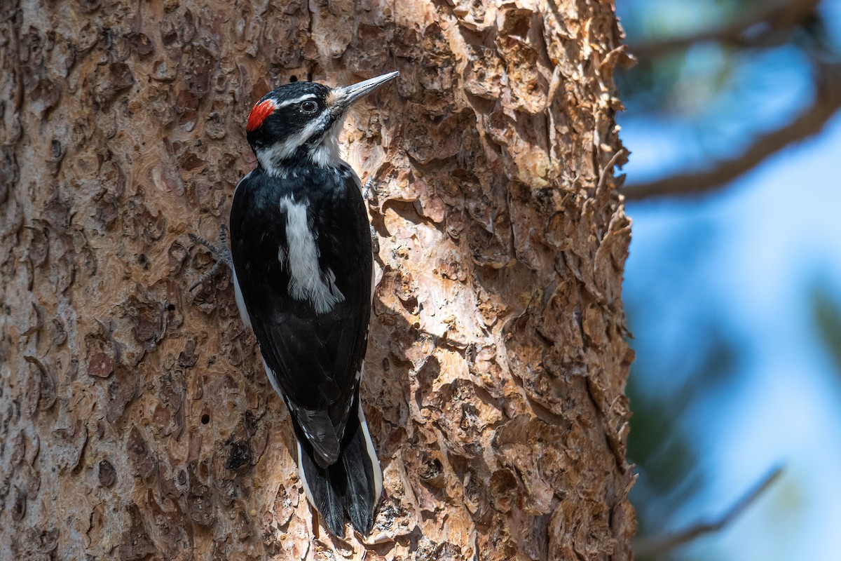 Hairy Woodpecker - ML495856761