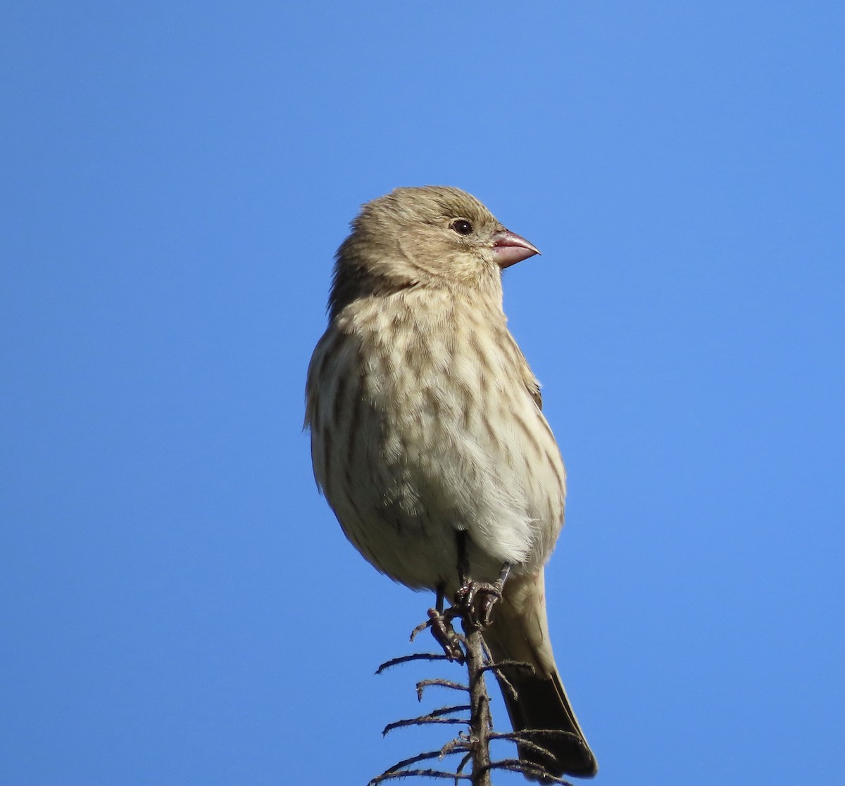 House Finch - ML495856791