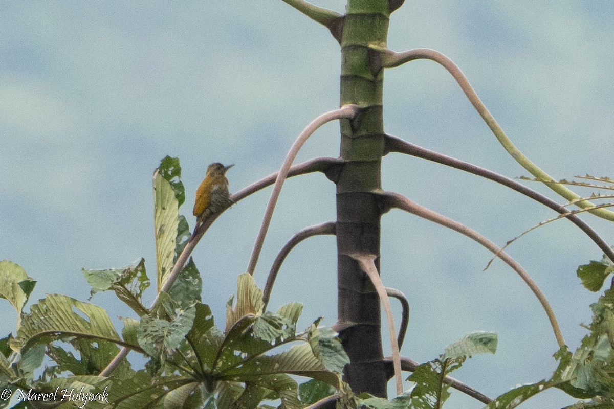 Little Woodpecker - Marcel Holyoak