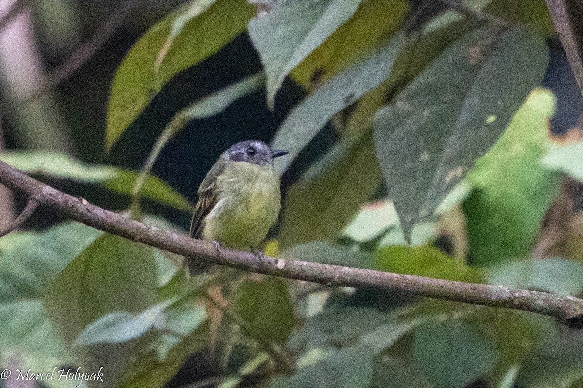 Slaty-capped Flycatcher - ML495857031