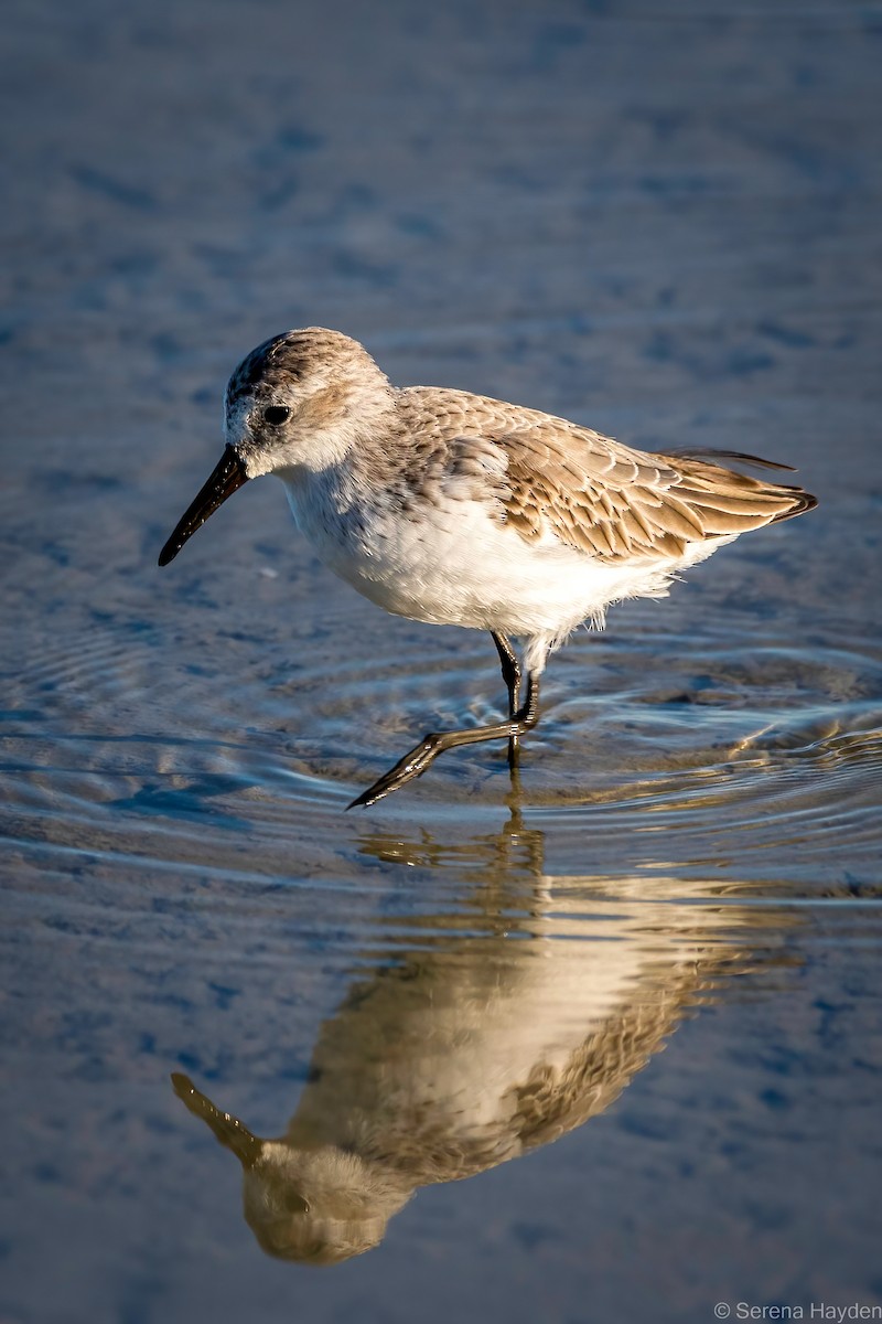 Western Sandpiper - ML495857711