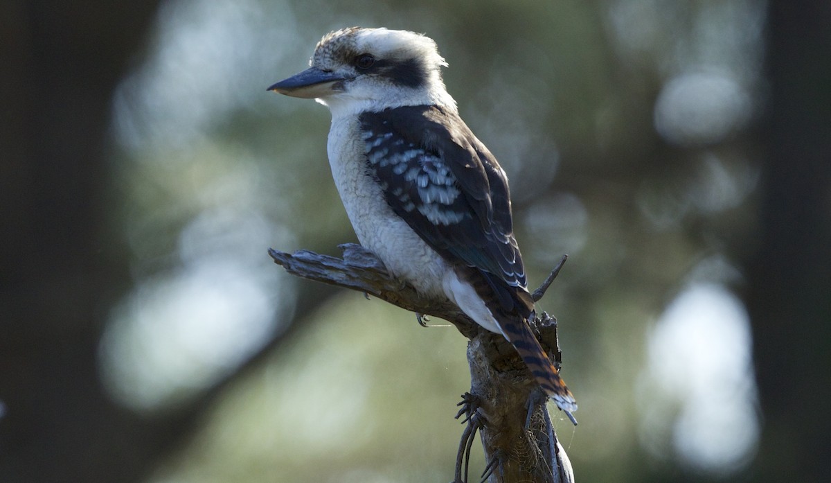 Laughing Kookaburra - David  Tytherleigh