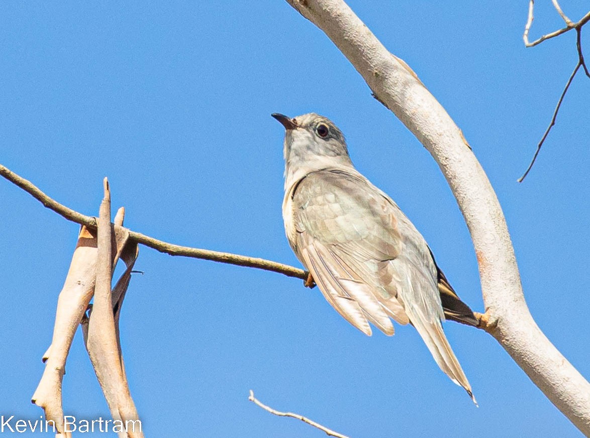 Brush Cuckoo (Australasian) - ML495859561