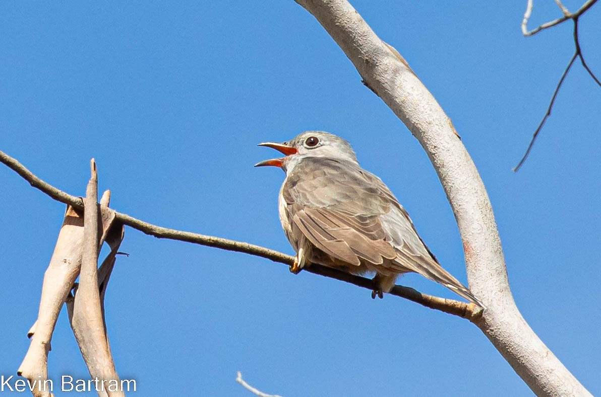 Brush Cuckoo (Australasian) - ML495859571