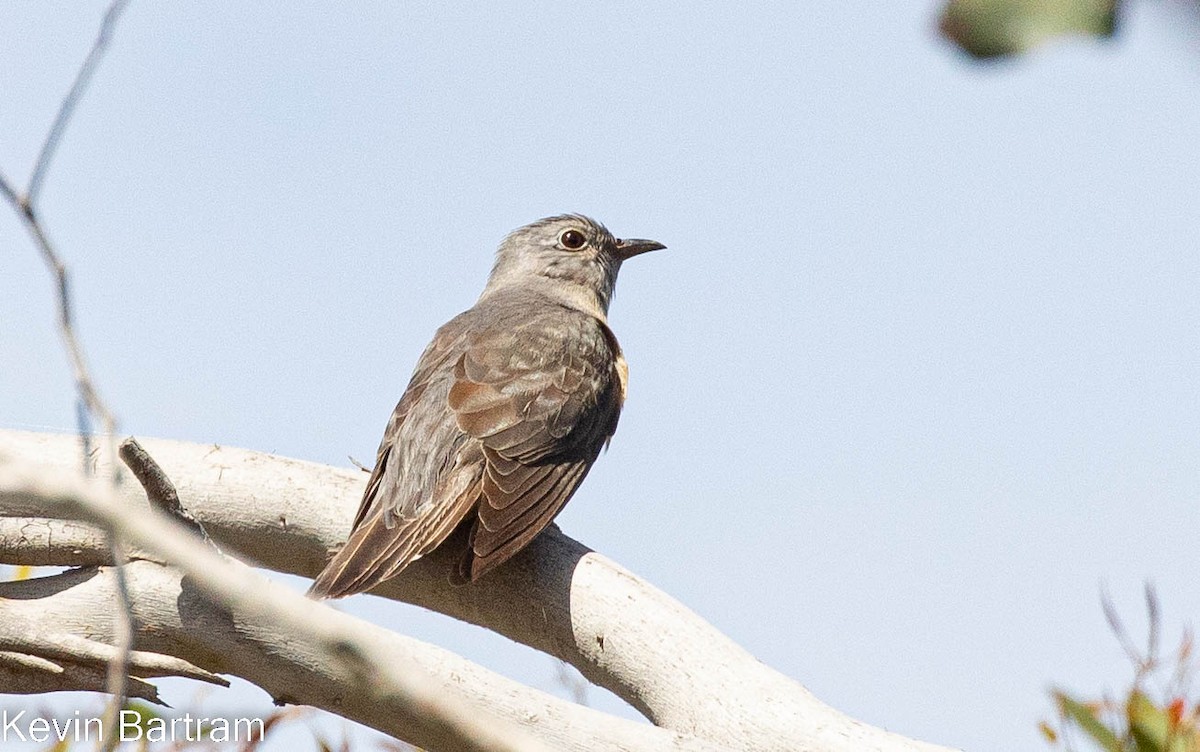 Brush Cuckoo (Australasian) - ML495859581