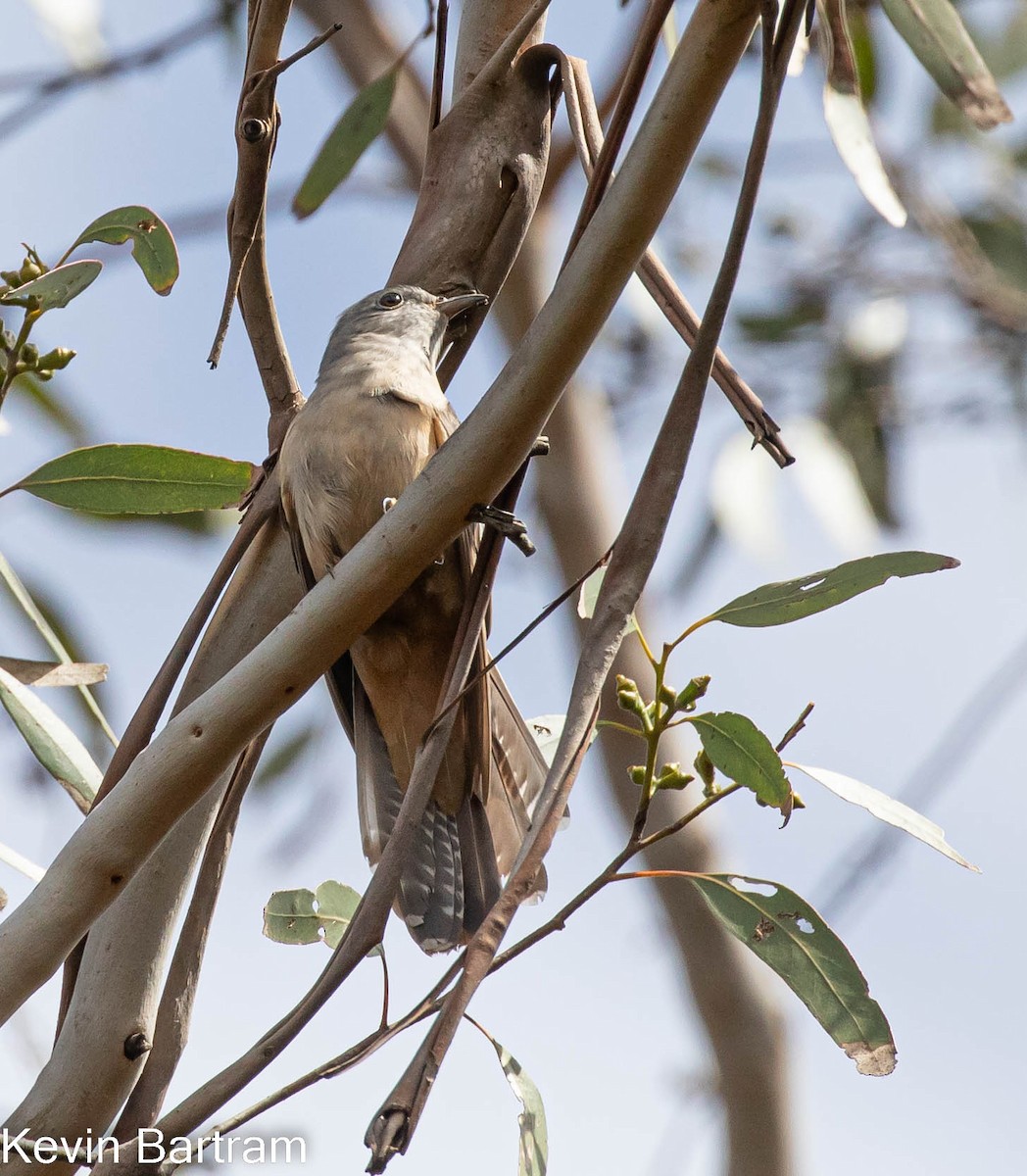 Brush Cuckoo (Australasian) - ML495859591