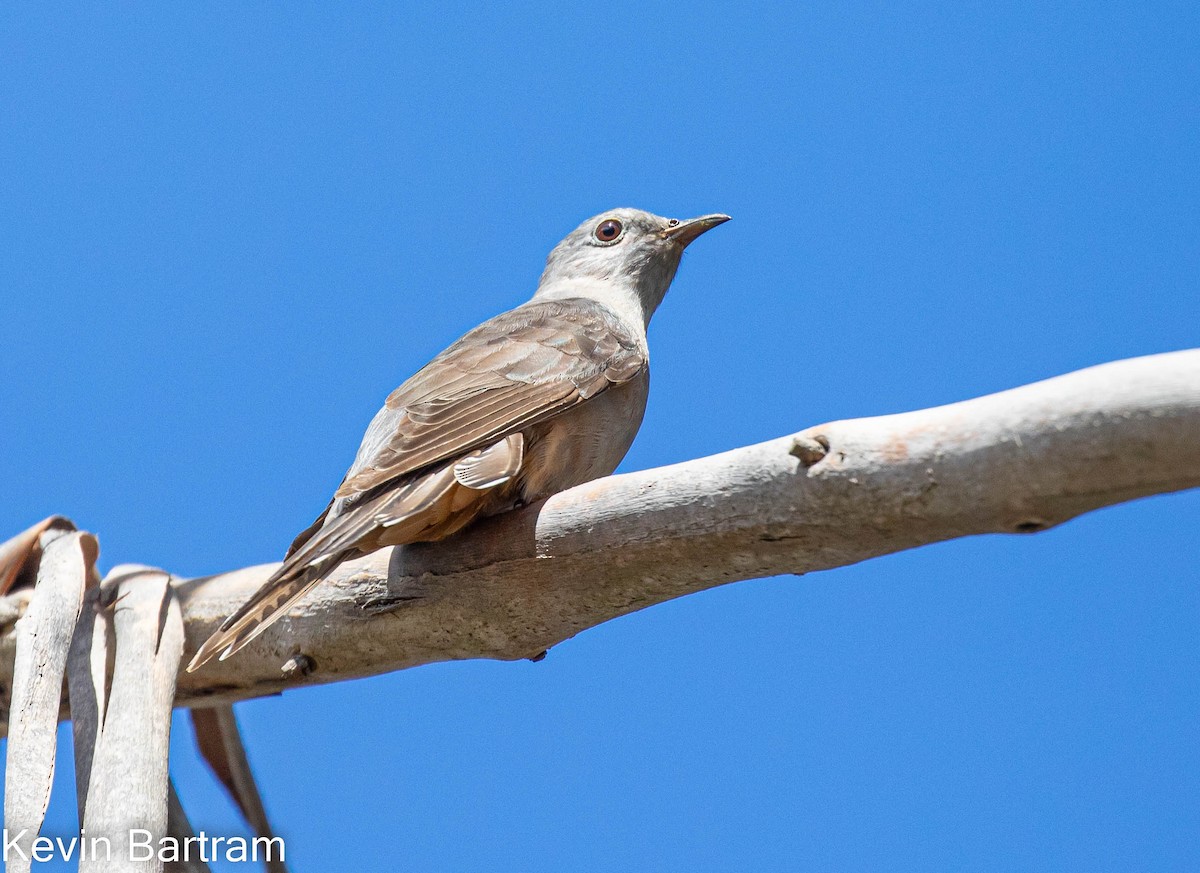 Brush Cuckoo (Australasian) - Kevin Bartram