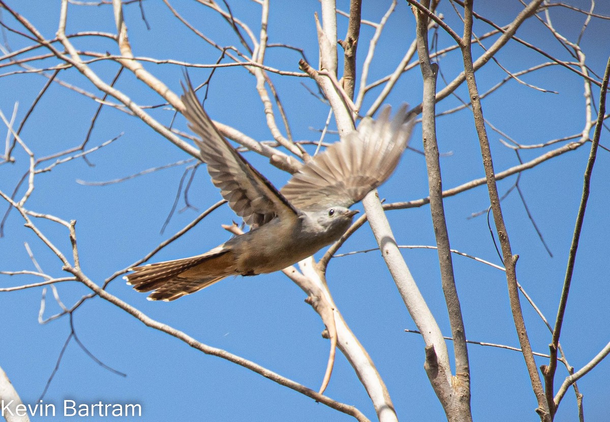 Brush Cuckoo (Australasian) - ML495859611