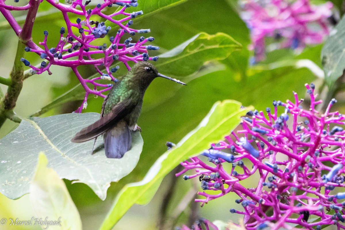 kolibřík zelenkavý - ML495859851