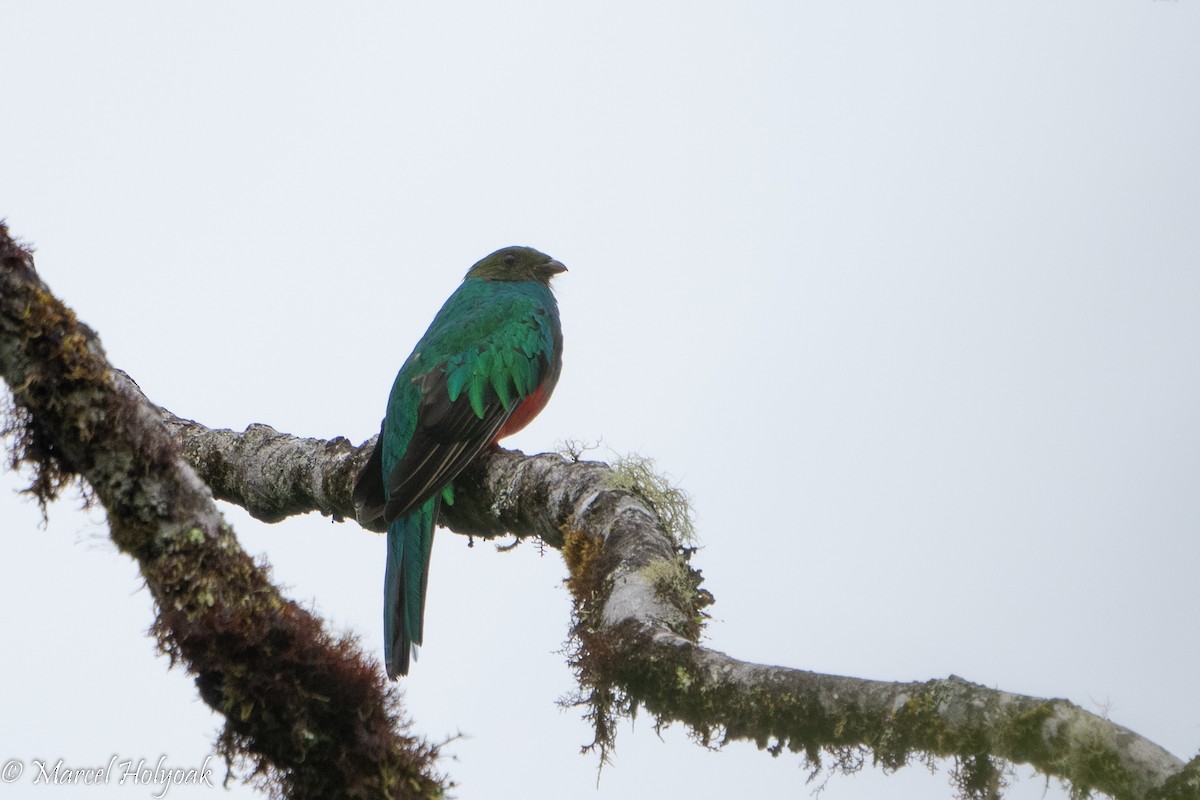 Golden-headed Quetzal - ML495860111