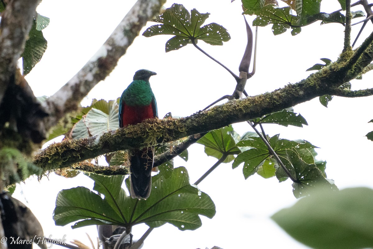 Golden-headed Quetzal - ML495860121