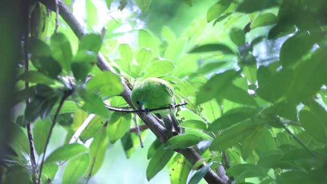 Jerdon's Leafbird - ML495862421