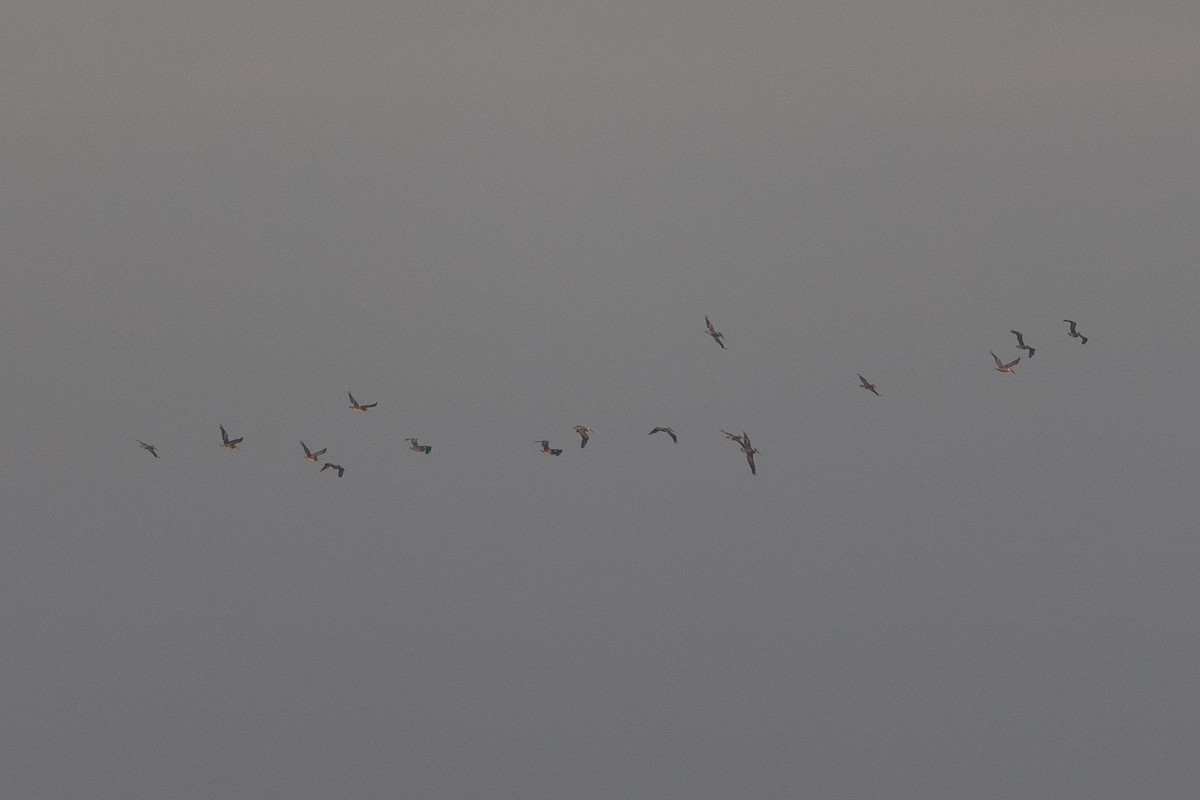 Brown Pelican - ML495862711