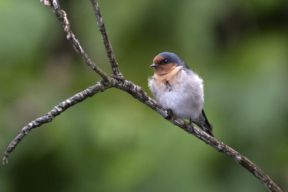 Welcome Swallow - Charley Hesse TROPICAL BIRDING