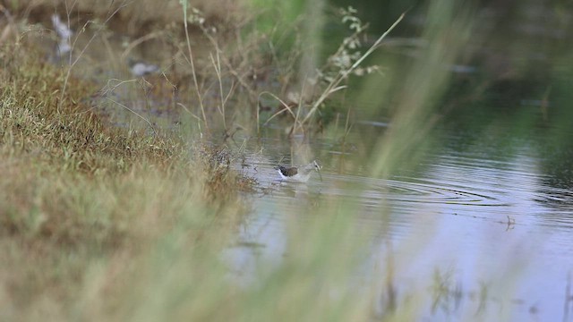 Wood Sandpiper - ML495863311