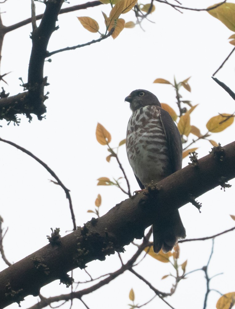 Chinese Sparrowhawk - ML495865301