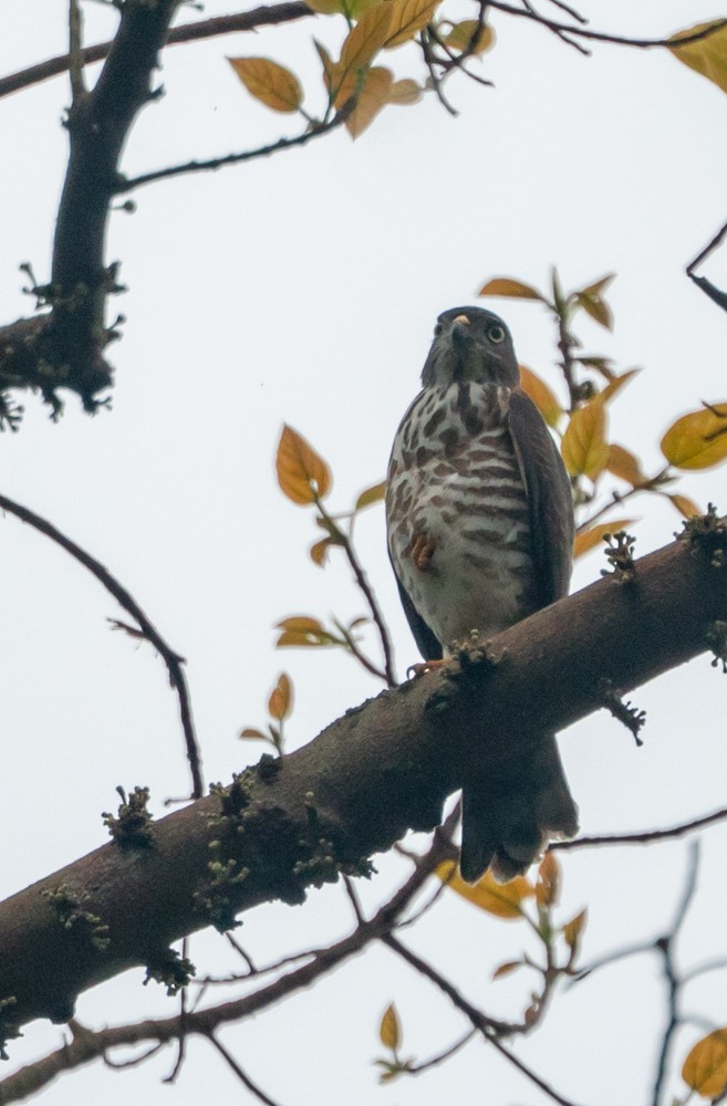 Chinese Sparrowhawk - ML495865311