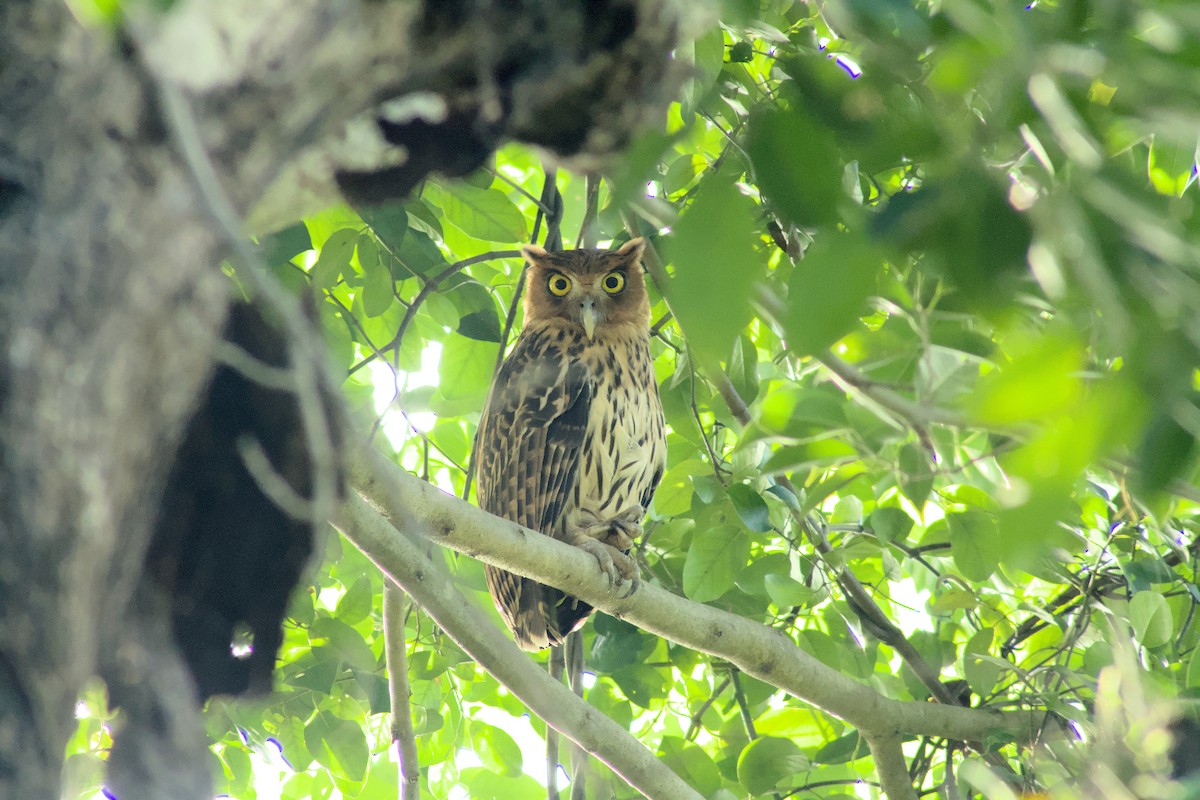 Philippine Eagle-Owl - ML495867421