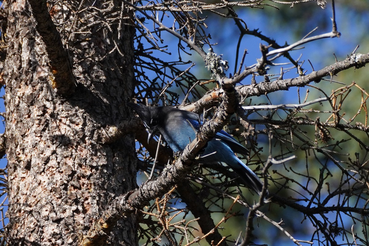 Steller's Jay - ML495868361