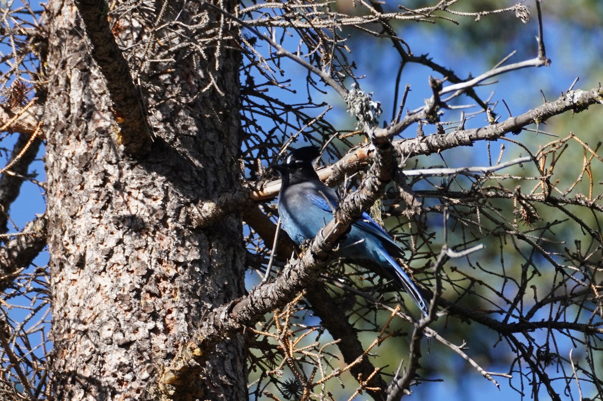 Steller's Jay - ML495868371