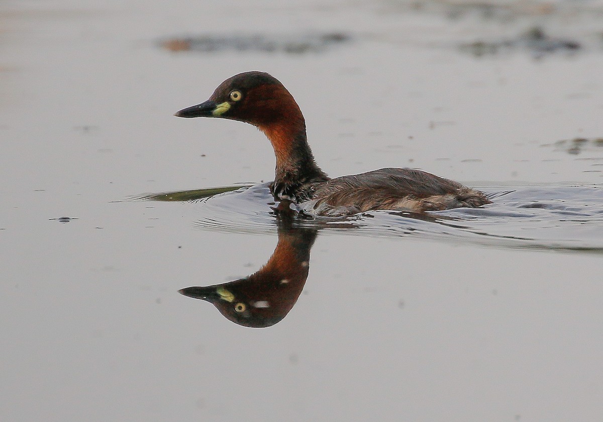 Little Grebe - Neoh Hor Kee