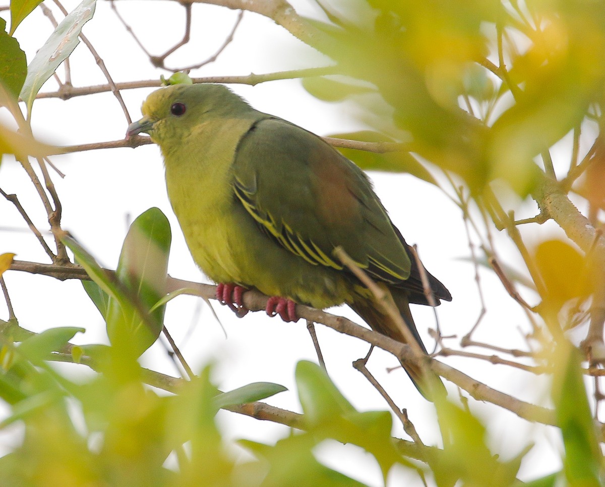 Pink-necked Green-Pigeon - Neoh Hor Kee