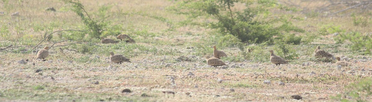 Chestnut-bellied Sandgrouse - ML49587161