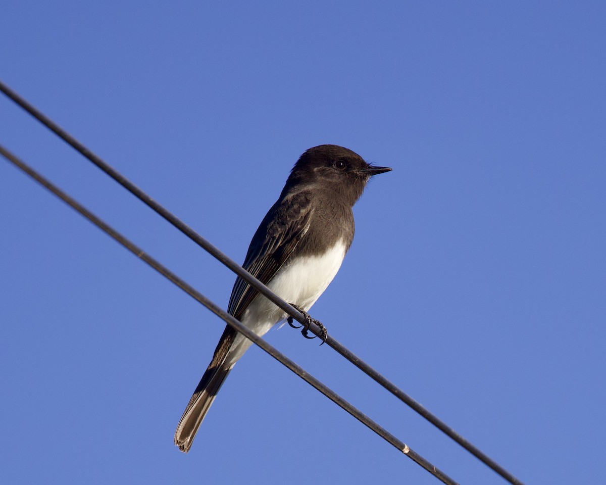 Black Phoebe - Dave Bengston