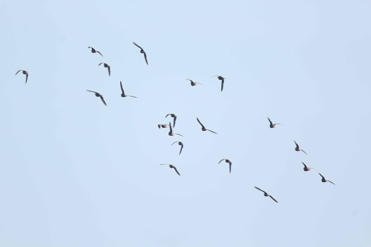 Chestnut-bellied Sandgrouse - Shanmugam Kalidass