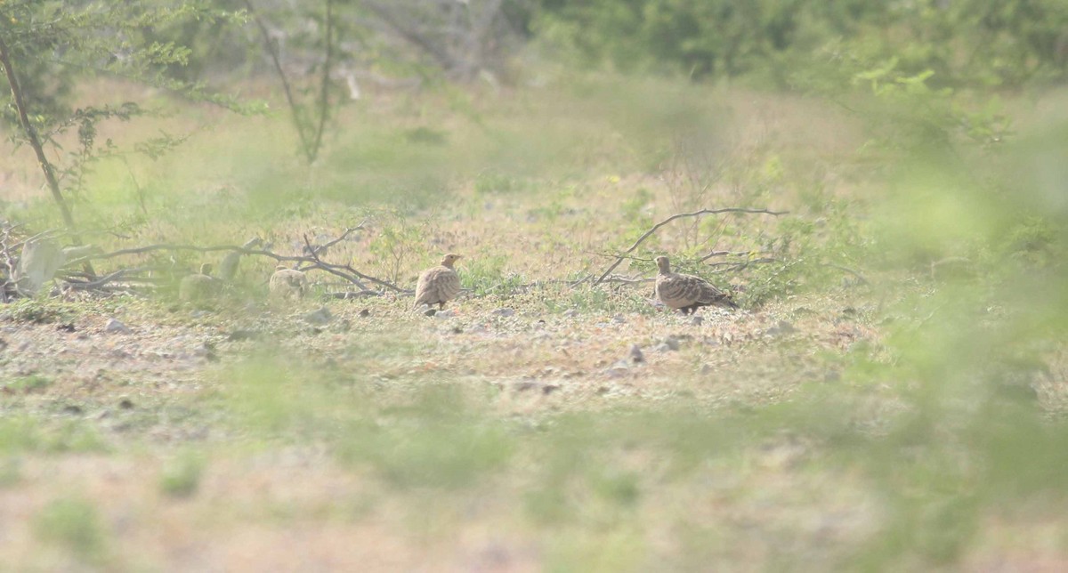 Chestnut-bellied Sandgrouse - ML49587181