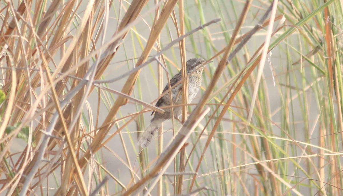 Eurasian Wryneck - ML49587201