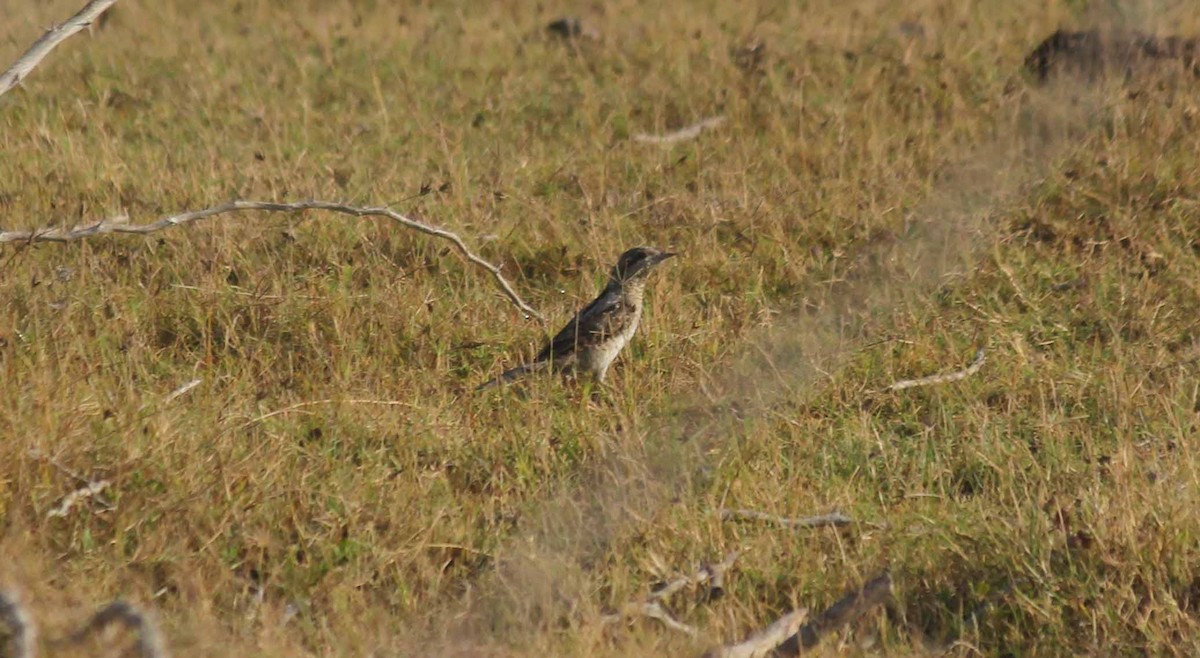 Eurasian Wryneck - ML49587211