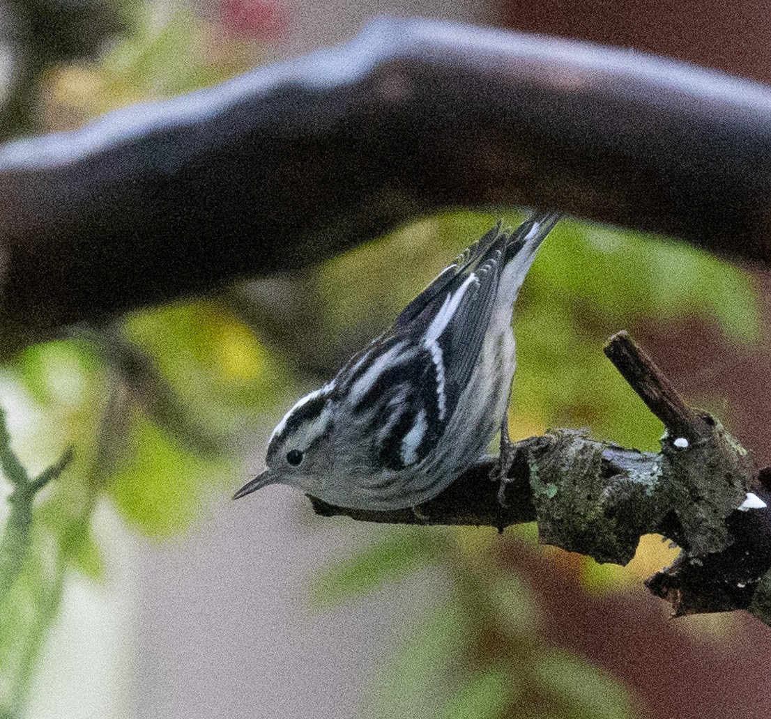 Black-and-white Warbler - Matt Goff