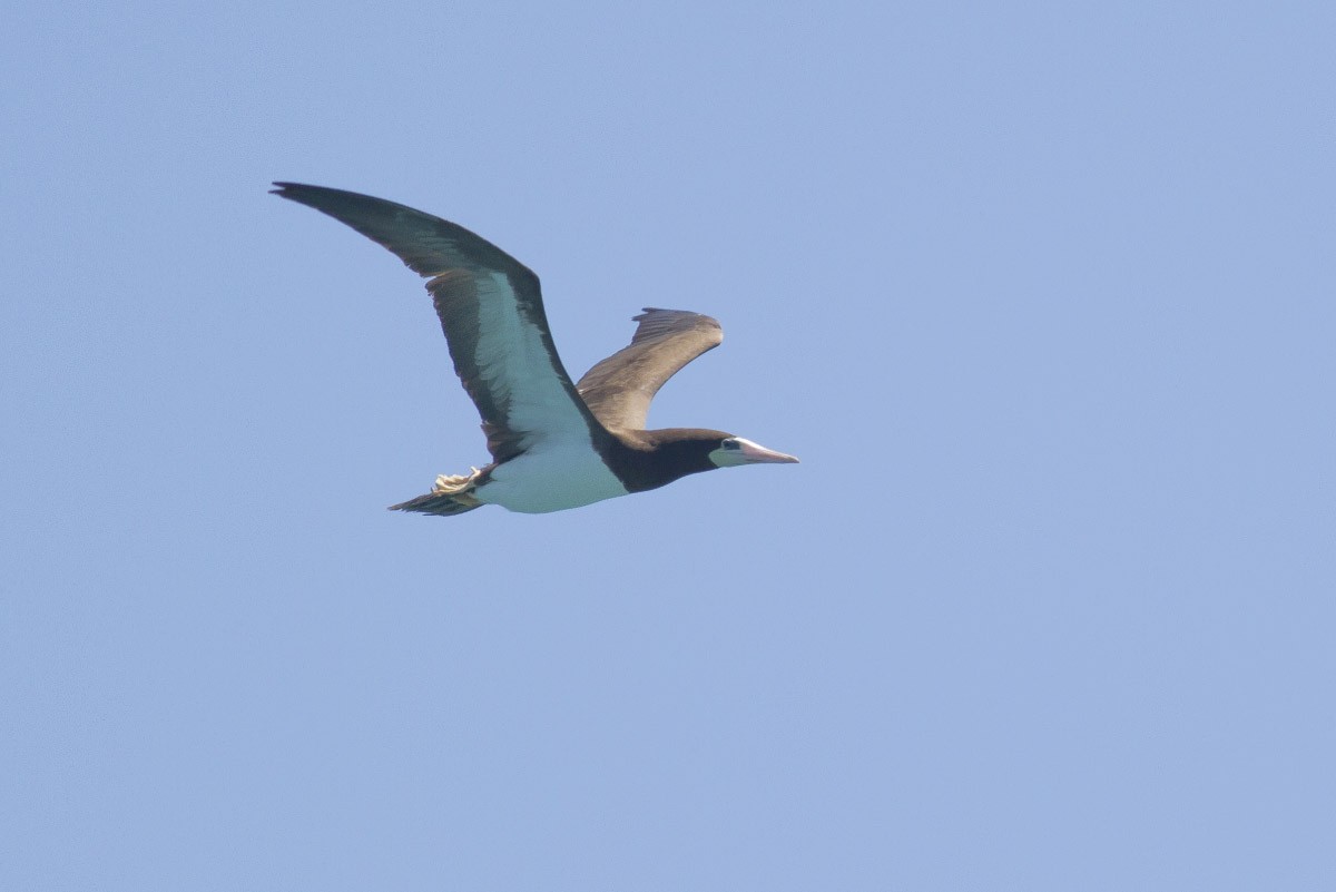 Brown Booby - Michael Todd