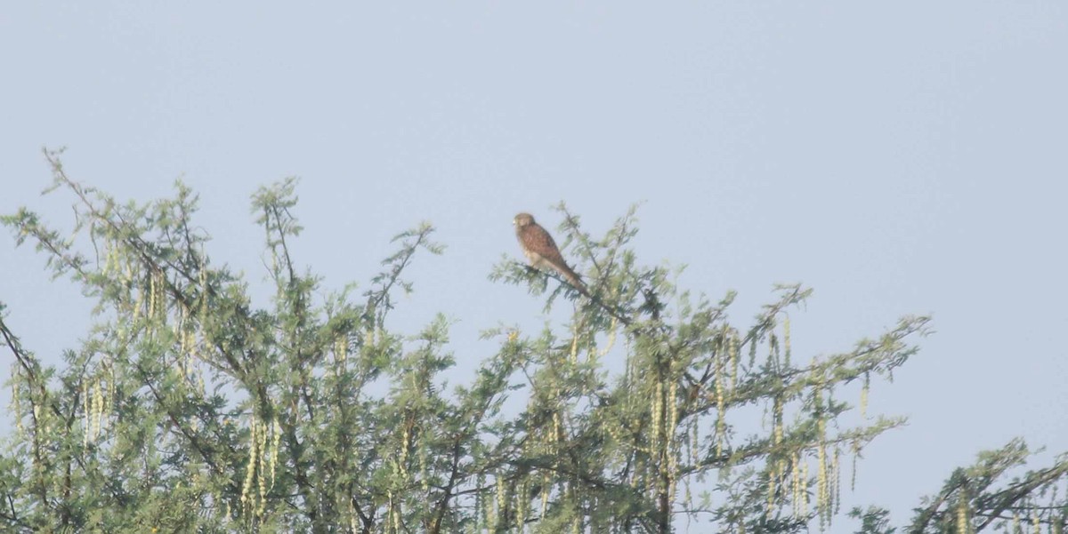 Eurasian Kestrel - Shanmugam Kalidass