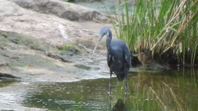 Western Reef-Heron - ML495872931