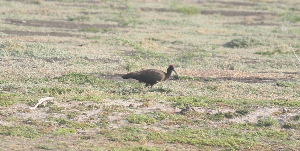 Red-naped Ibis - ML49587301