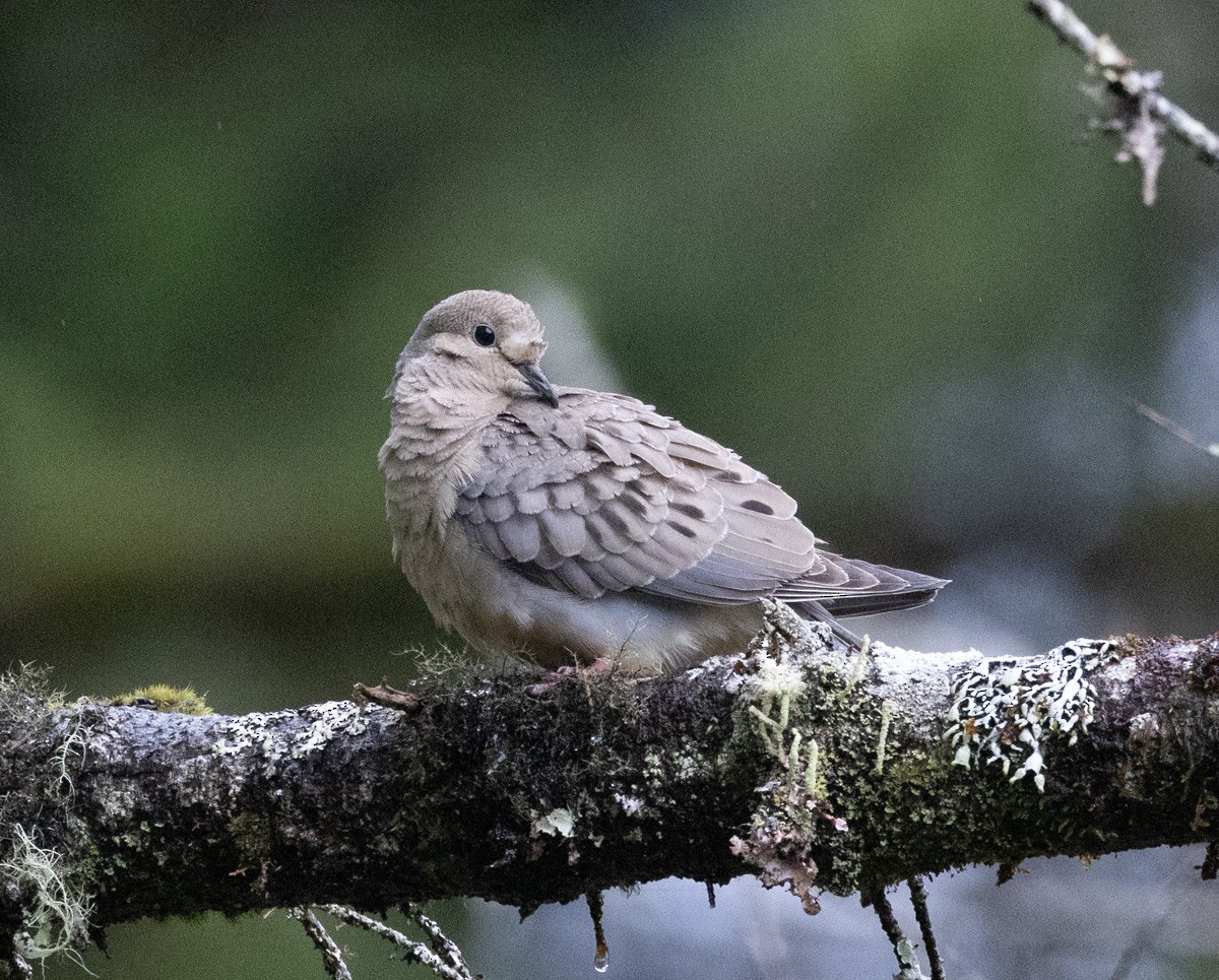 Mourning Dove - ML495873071